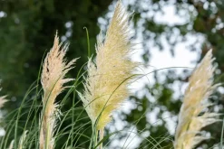 Cortaderia selloana (Pampasgras)