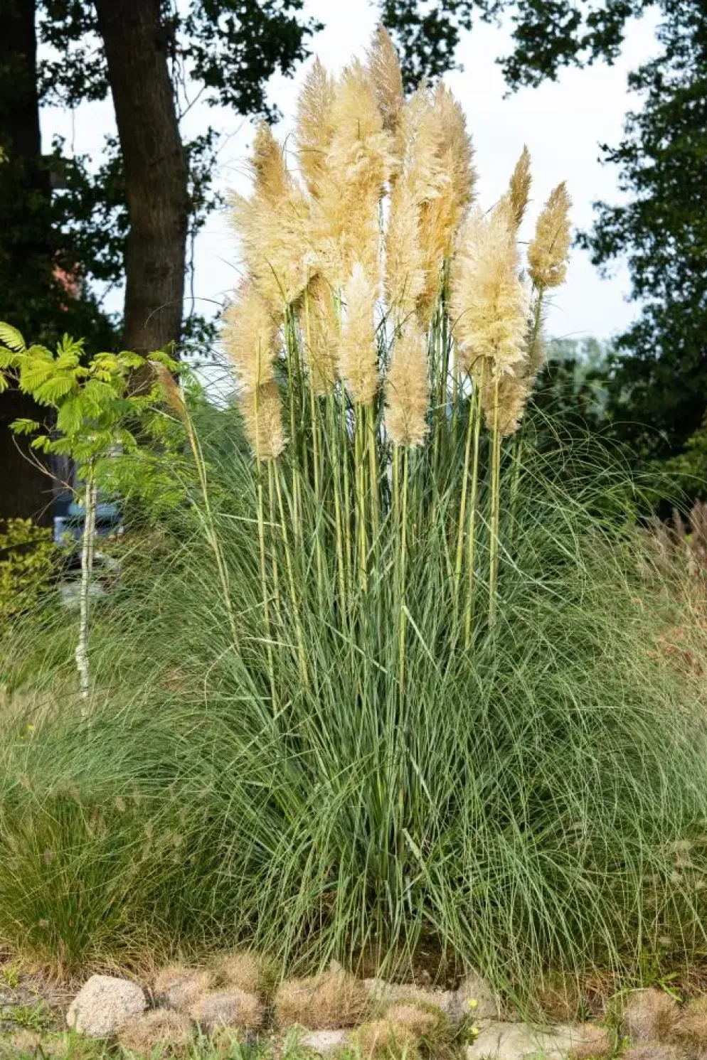Cortaderia selloana (Pampasgras)