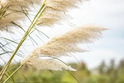 Cortaderia selloana (Pampasgras)