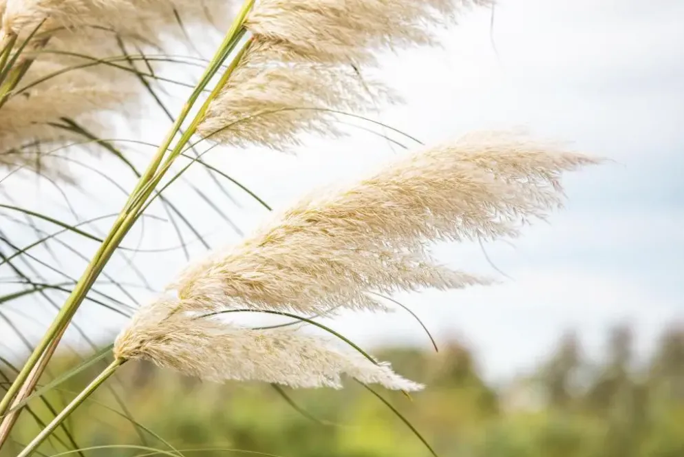 Cortaderia selloana (Pampasgras)