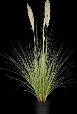 Cortaderia selloana (Pampasgras)