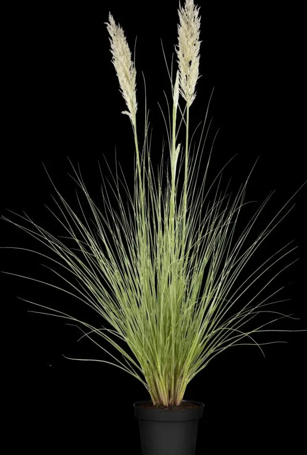 Cortaderia selloana (Pampasgras)