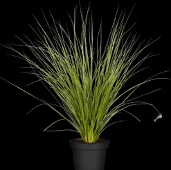 Cortaderia selloana (Pampasgras)