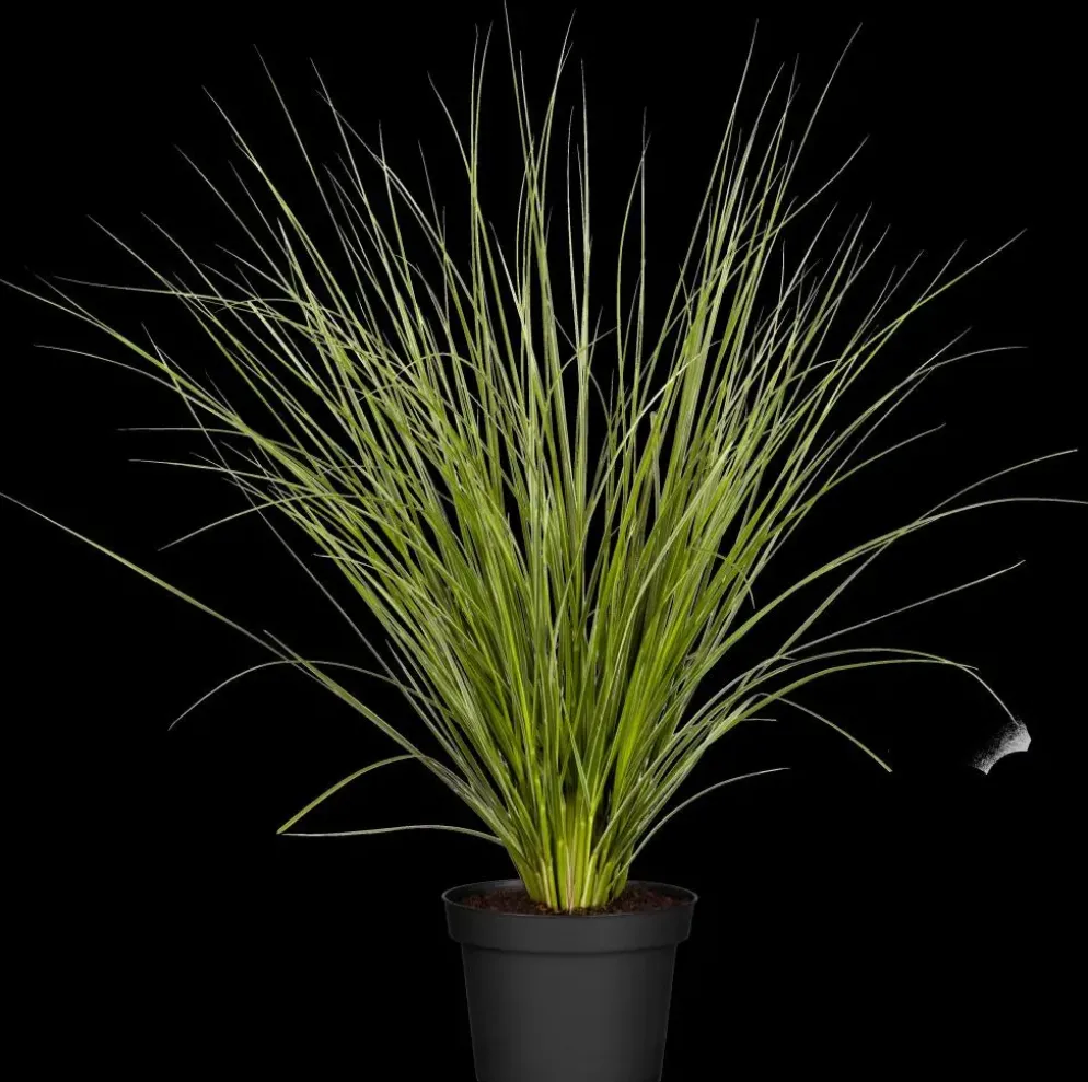 Cortaderia selloana (Pampasgras)