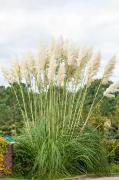 Cortaderia selloana (Pampasgras)