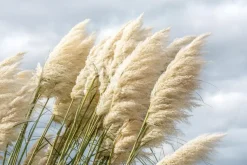 Cortaderia selloana (Pampasgras)
