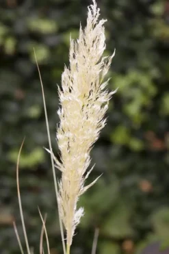 Cortaderia selloana (Pampasgras)