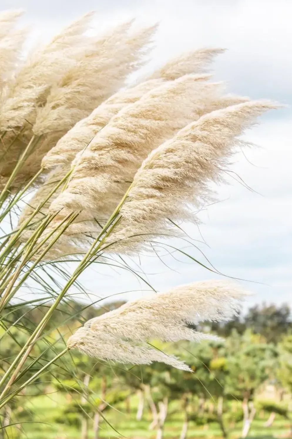 Cortaderia selloana (Pampasgras)