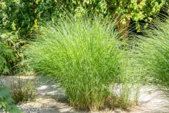 Cortaderia selloana (Pampasgras)