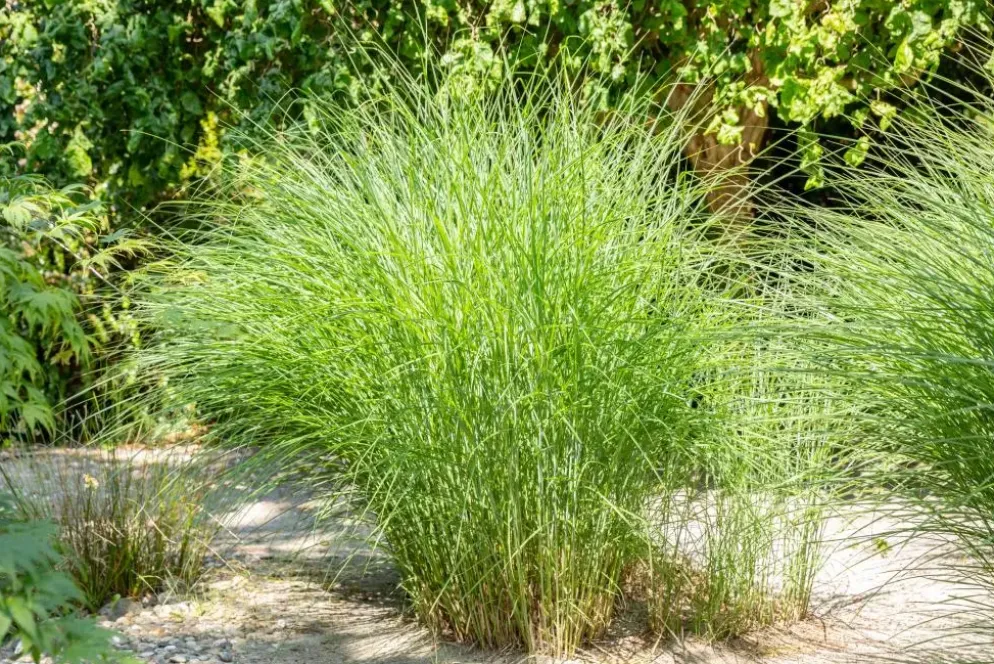 Cortaderia selloana (Pampasgras)