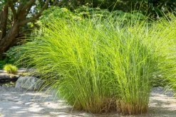 Cortaderia selloana (Pampasgras)