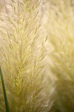 Cortaderia selloana (Pampasgras)