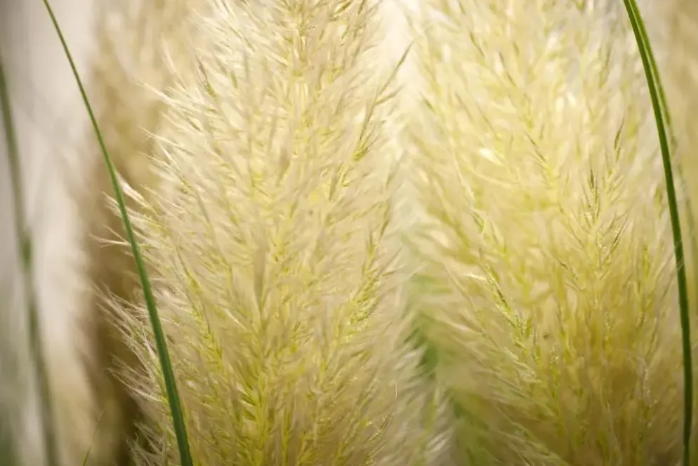 Cortaderia selloana (Pampasgras)