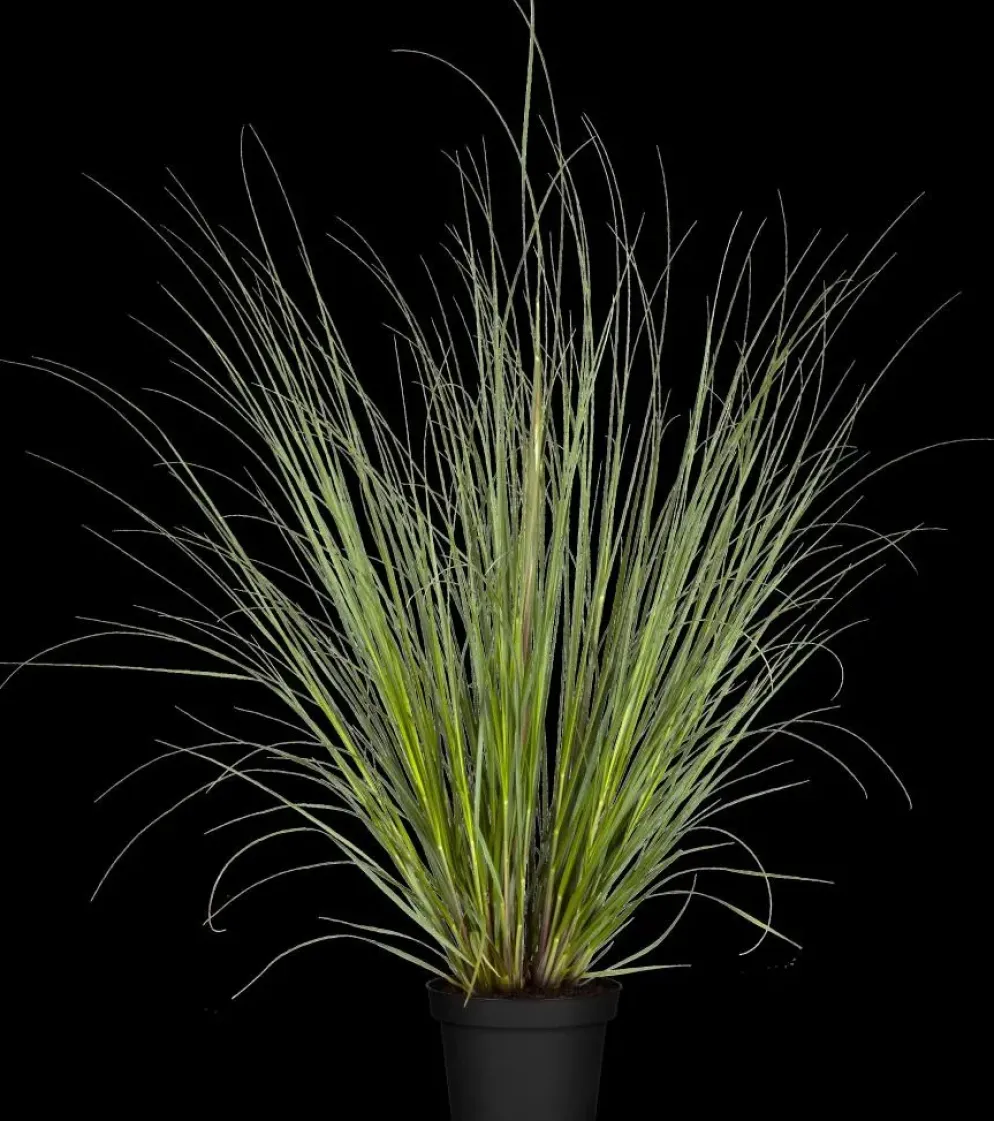 Cortaderia selloana (Pampasgras)