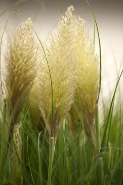 Cortaderia selloana (Pampasgras)