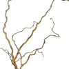 Corylus avellana 'Contorta' (Hazelnoot 'Contorta')