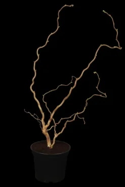 Corylus avellana 'Contorta' (Hazelnoot 'Contorta')