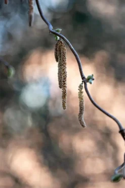Corylus avellana 'Contorta' (Hazelnoot 'Contorta')