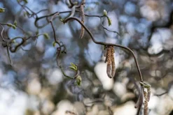 Corylus avellana 'Contorta' (Hazelnoot 'Contorta')