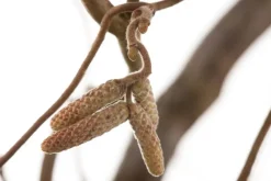 Corylus avellana 'Contorta' (Hazelnoot 'Contorta')