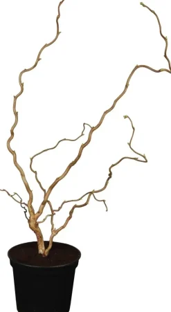 Corylus avellana 'Contorta' (Hazelnoot 'Contorta')