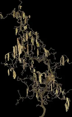 Corylus avellana 'Contorta' (Hazelnoot 'Contorta')