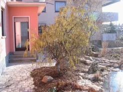 Corylus avellana 'Contorta' (Hazelnoot 'Contorta')