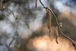 Corylus avellana 'Contorta' (Hazelnoot 'Contorta')