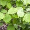 Corylus avellana (Hazelnoot)