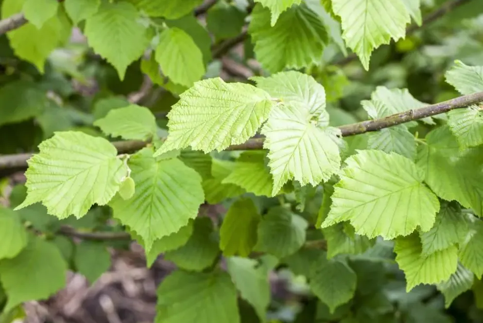 Corylus avellana (Hazelnoot)