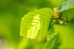 Corylus avellana (Hazelnoot)