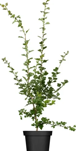 Crataegus laevigata 'Paul´s Scarlet' (Tweestijlige meidoorn 'Paul´s Scarlet')