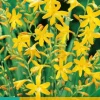 Crocosmia george davidson 10 stuks