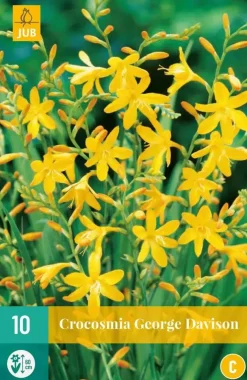Crocosmia george davidson 10 stuks