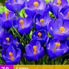 Crocus blauw 30 krokusbollen