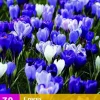 Crocus blauw/wit 30 krokusbollen