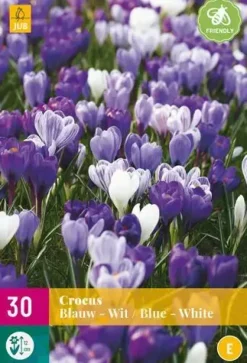 Crocus blauw/wit 30 krokusbollen