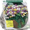 Crocus botanisch mix 60 stuks