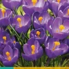 Crocus Flower Record 10 krokusbollen
