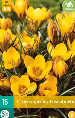 Crocus Fuscotinctus 15 krokusbollen