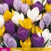 Crocus Grootbloemig mix 30 krokusbollen