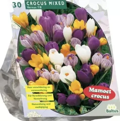 Crocus grootbloemig mix 30 stuks