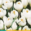 Crocus Jeanne d'Arc 10 krokusbollen