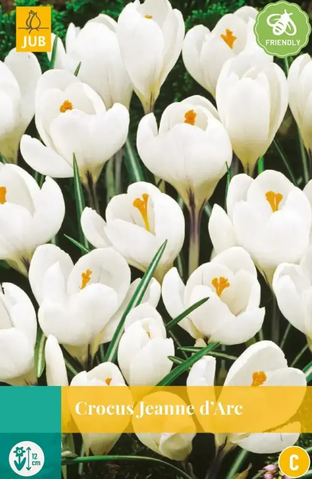 Crocus Jeanne d'Arc 10 krokusbollen