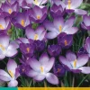 Crocus Ruby Giant 20 krokusbollen