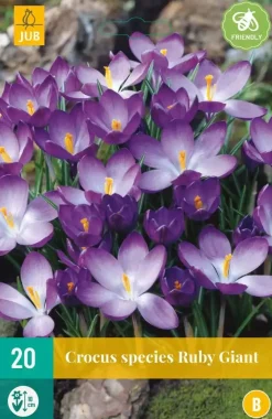 Crocus Ruby Giant 20 krokusbollen