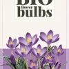 Crocus Ruby Giant 15 stuks biologisch geteeld