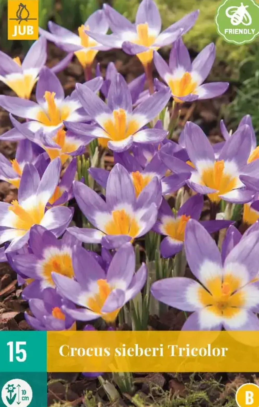 Crocus sieberi Tricolor 15 krokusbollen