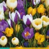Crocus species mix 20 krokusbollen