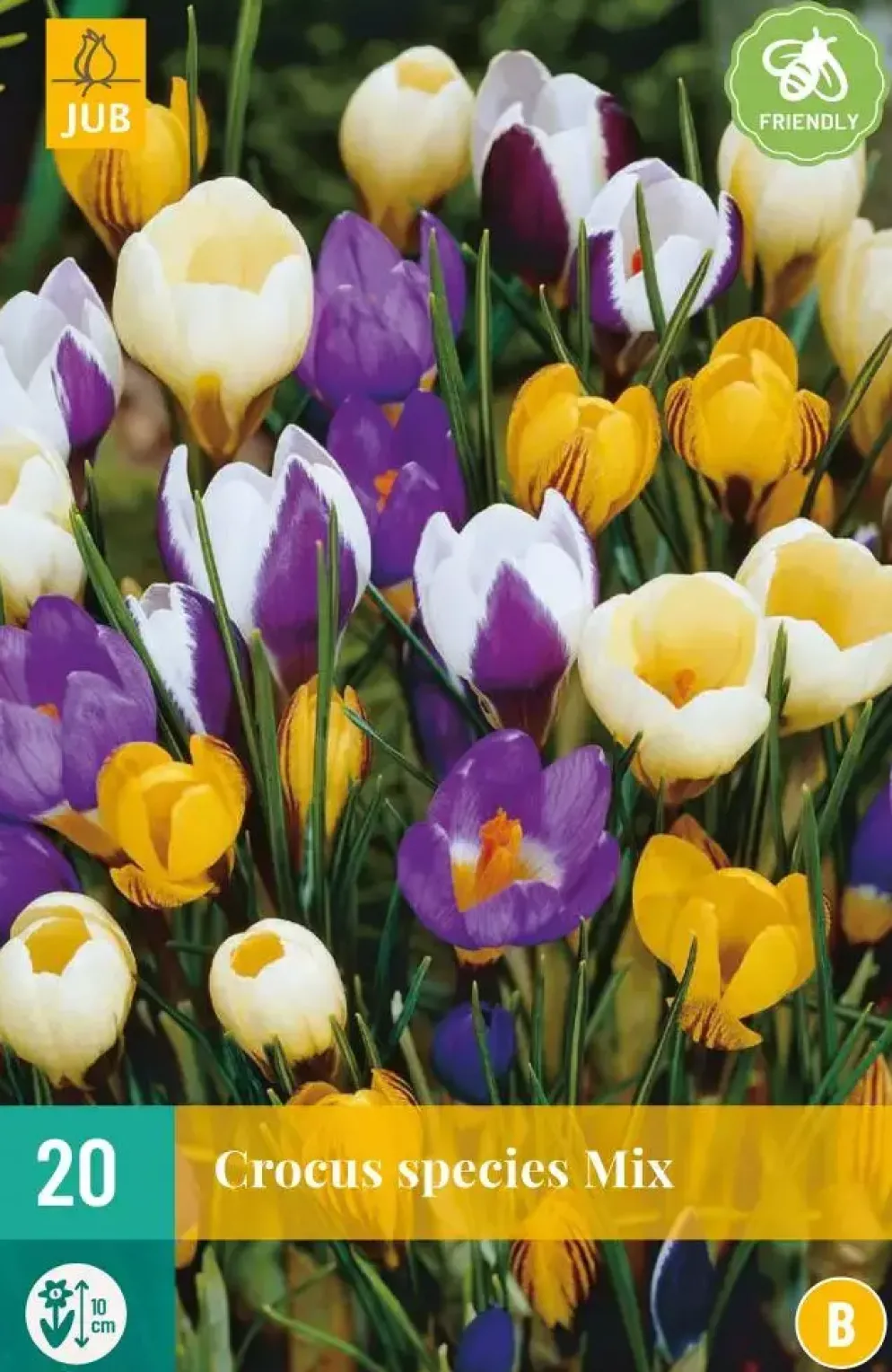 Crocus species mix 20 krokusbollen